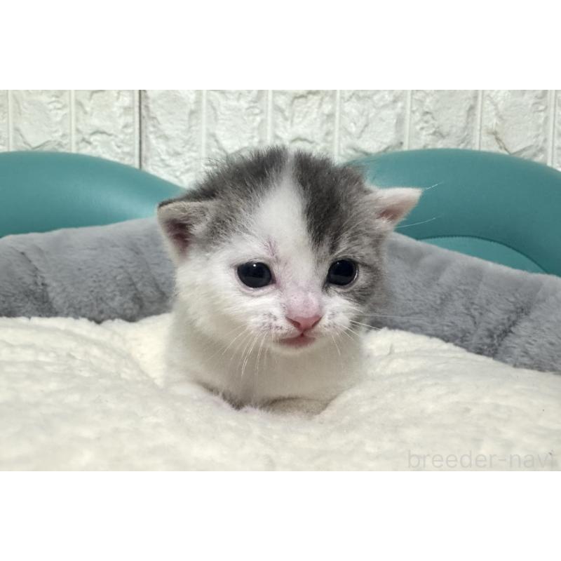 販売中の岐阜県のマンチカン-130831の5枚目