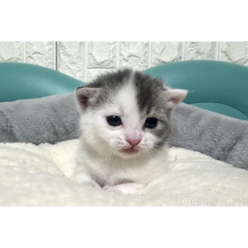 販売中の岐阜県のマンチカン-130831の4枚目