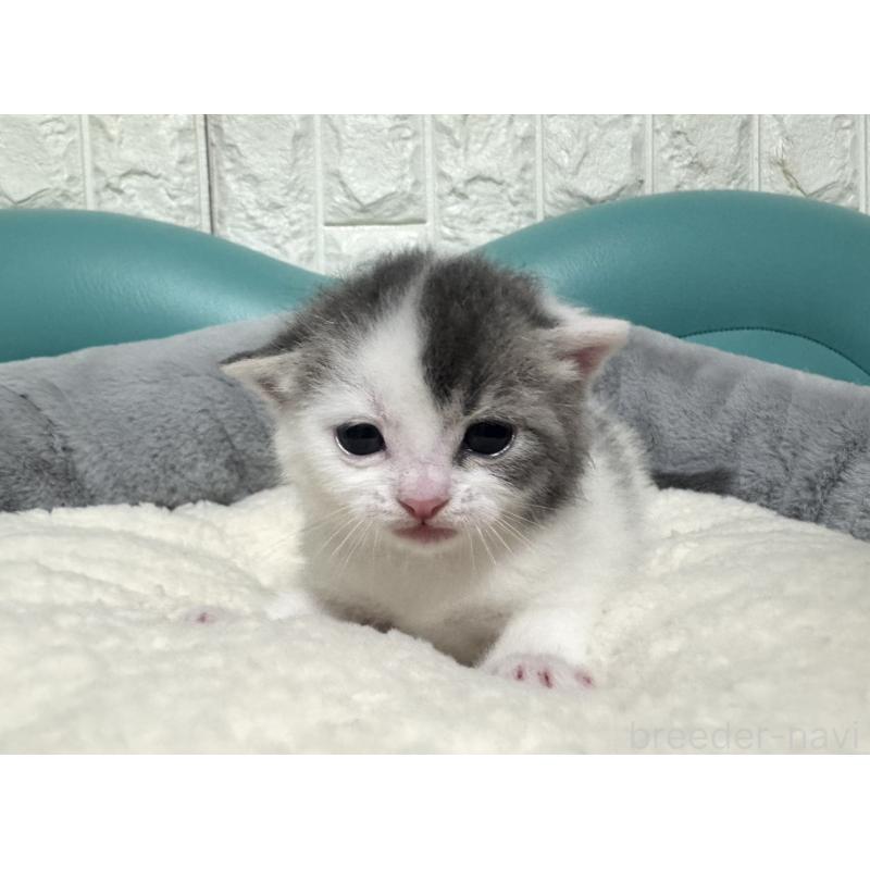 販売中の岐阜県のマンチカン-130831の3枚目