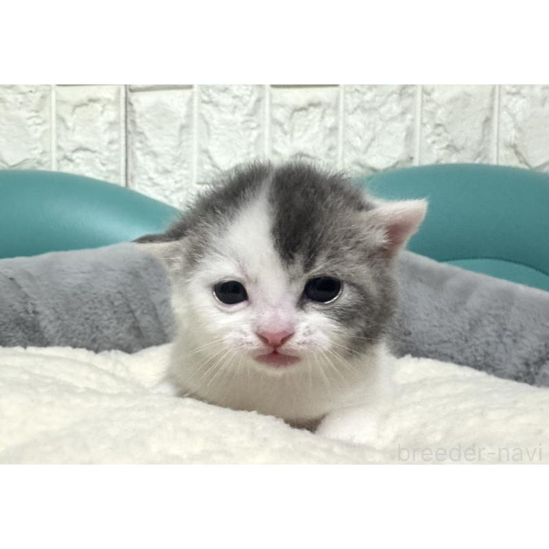 販売中の岐阜県のマンチカン-130831の2枚目