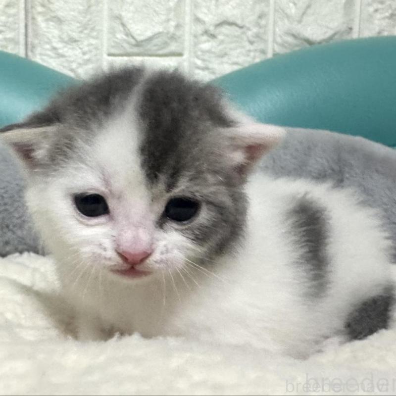 販売中の岐阜県のマンチカン-130831