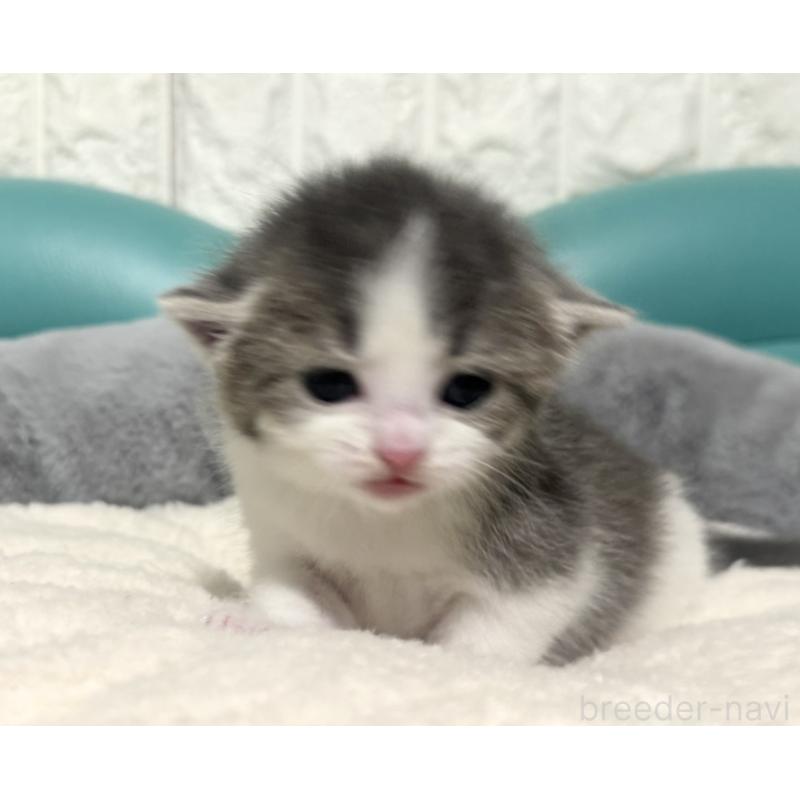 販売中の岐阜県のマンチカン-130832の6枚目