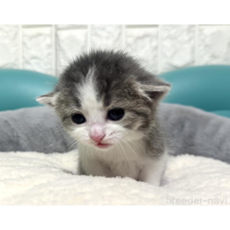 販売中の岐阜県のマンチカン-130832の5枚目