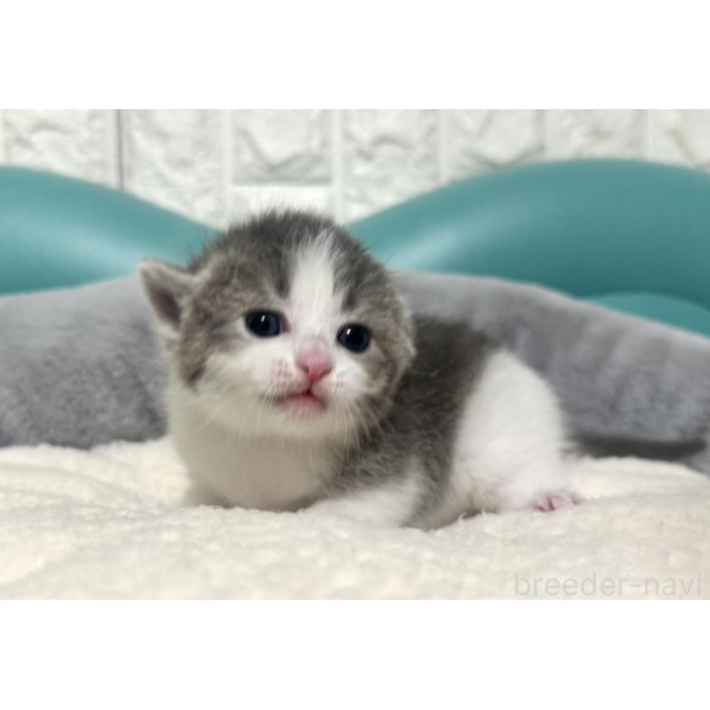 販売中の岐阜県のマンチカン-130832の4枚目