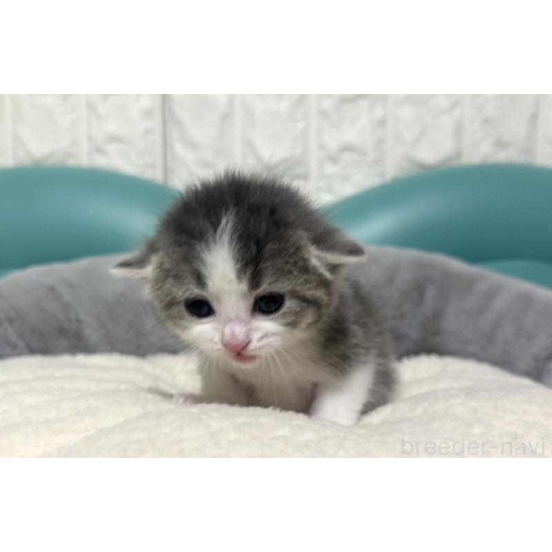 販売中の岐阜県のマンチカン-130832の3枚目