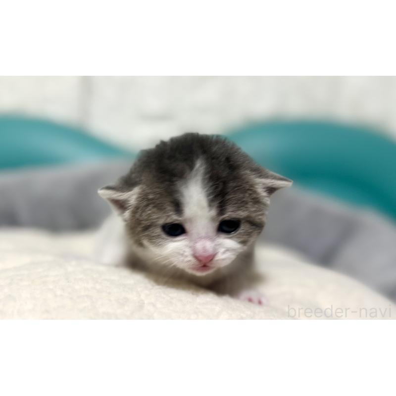 販売中の岐阜県のマンチカン-130832の2枚目