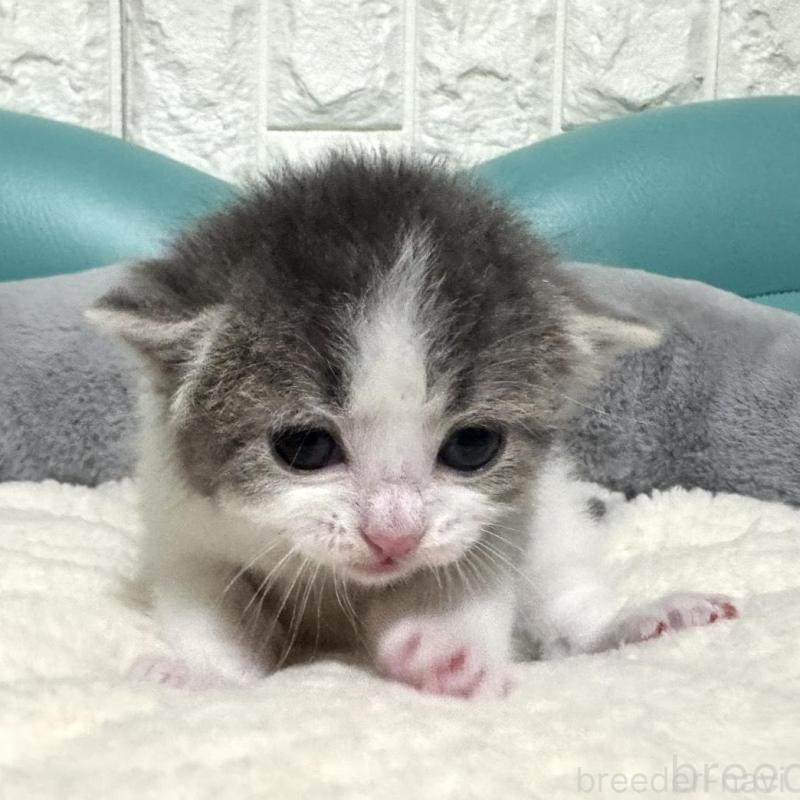 販売中の岐阜県のマンチカン-130832