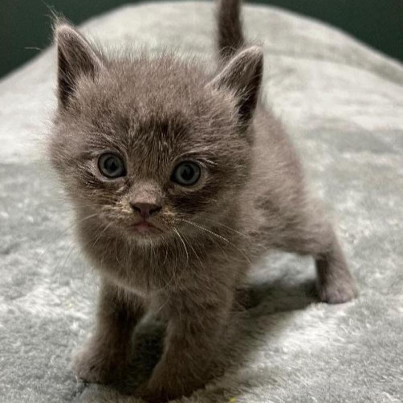 販売中の北海道のミヌエット-130833の1枚目