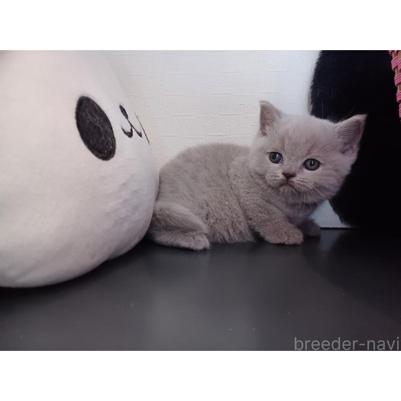 販売中の東京都のブリティッシュショートヘア-130836の10枚目