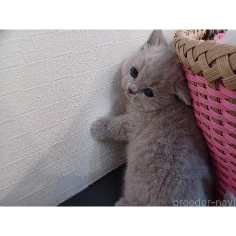 販売中の東京都のブリティッシュショートヘア-130836の9枚目