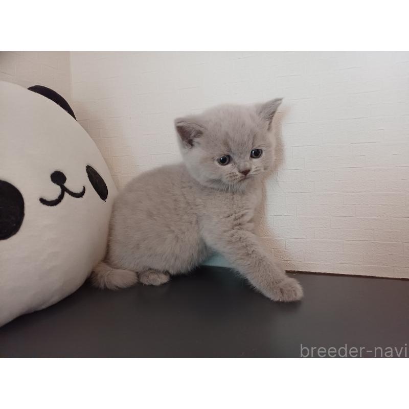 販売中の東京都のブリティッシュショートヘア-130836の6枚目