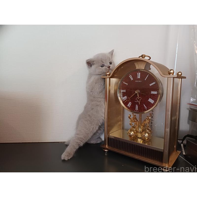 販売中の東京都のブリティッシュショートヘア-130836の5枚目