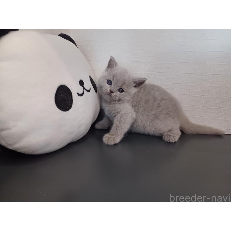 販売中の東京都のブリティッシュショートヘア-130836の4枚目