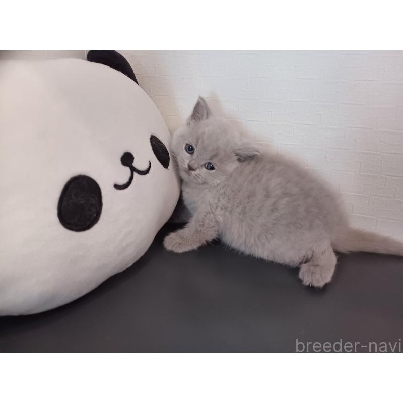 販売中の東京都のブリティッシュショートヘア-130836の3枚目