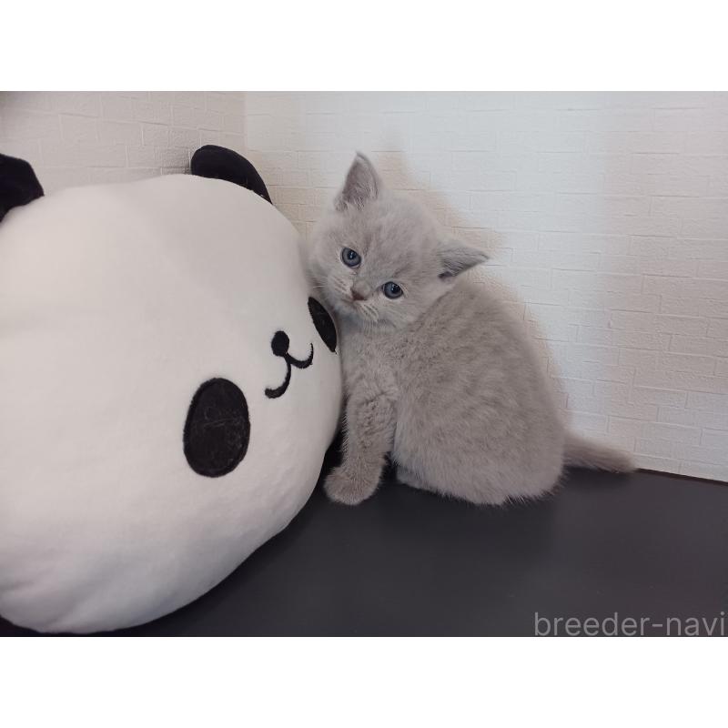 販売中の東京都のブリティッシュショートヘア-130836の2枚目