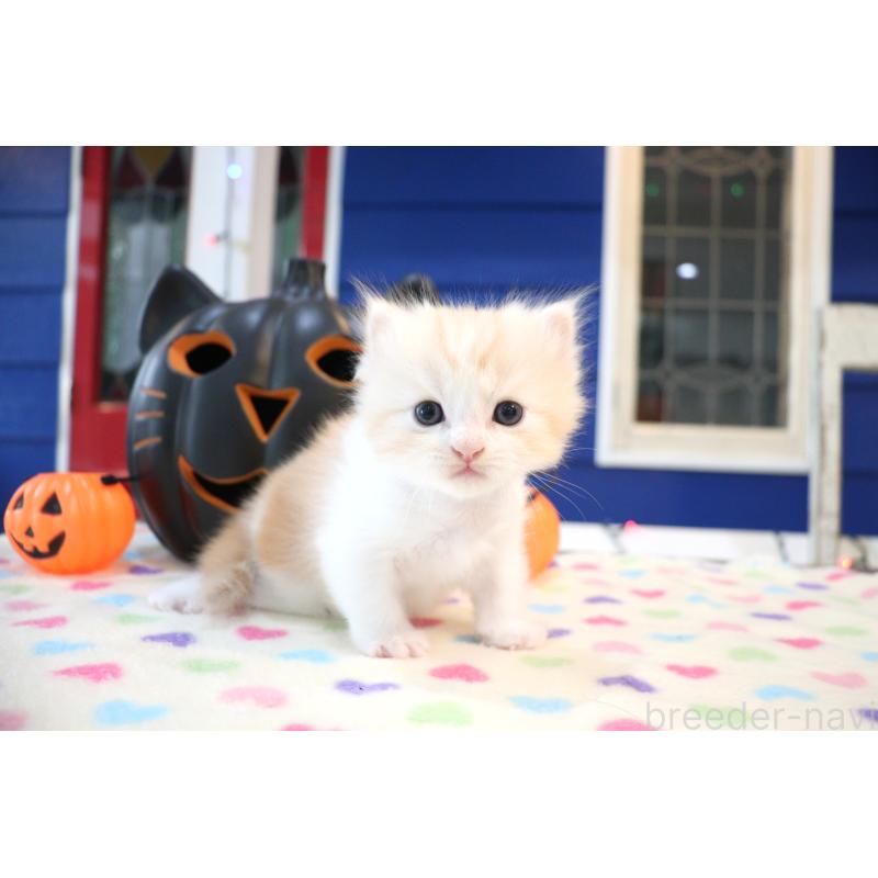 販売中の大阪府のマンチカン-130837の4枚目