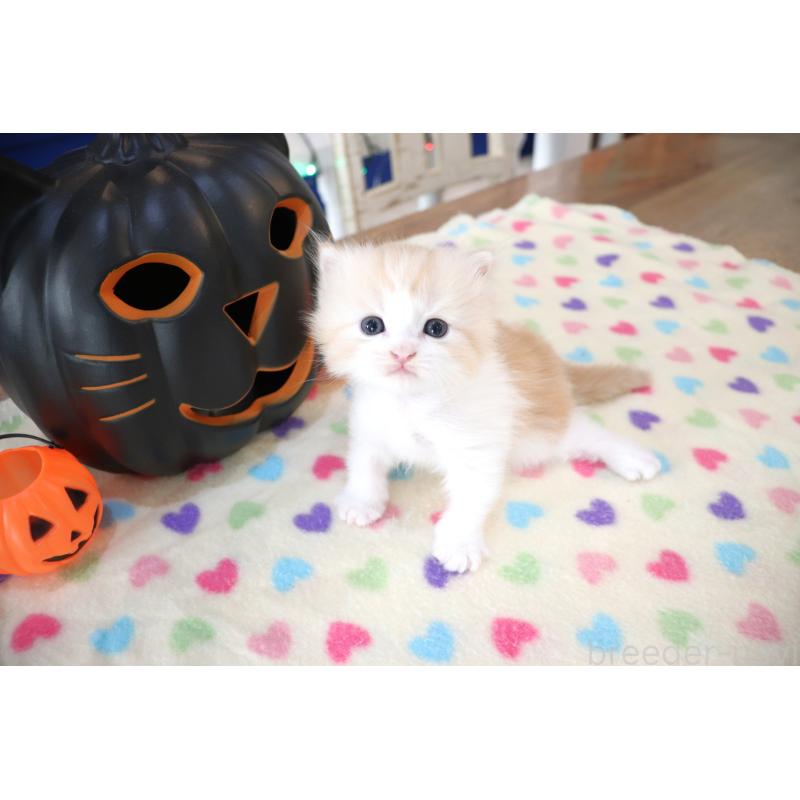 販売中の大阪府のマンチカン-130837