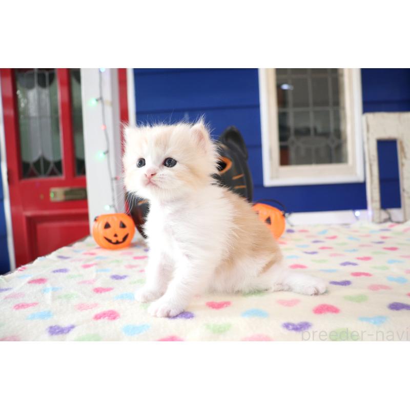 販売中の大阪府のマンチカン-130837の3枚目