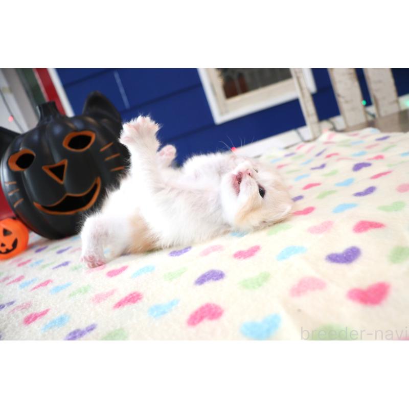 販売中の大阪府のマンチカン-130837の2枚目