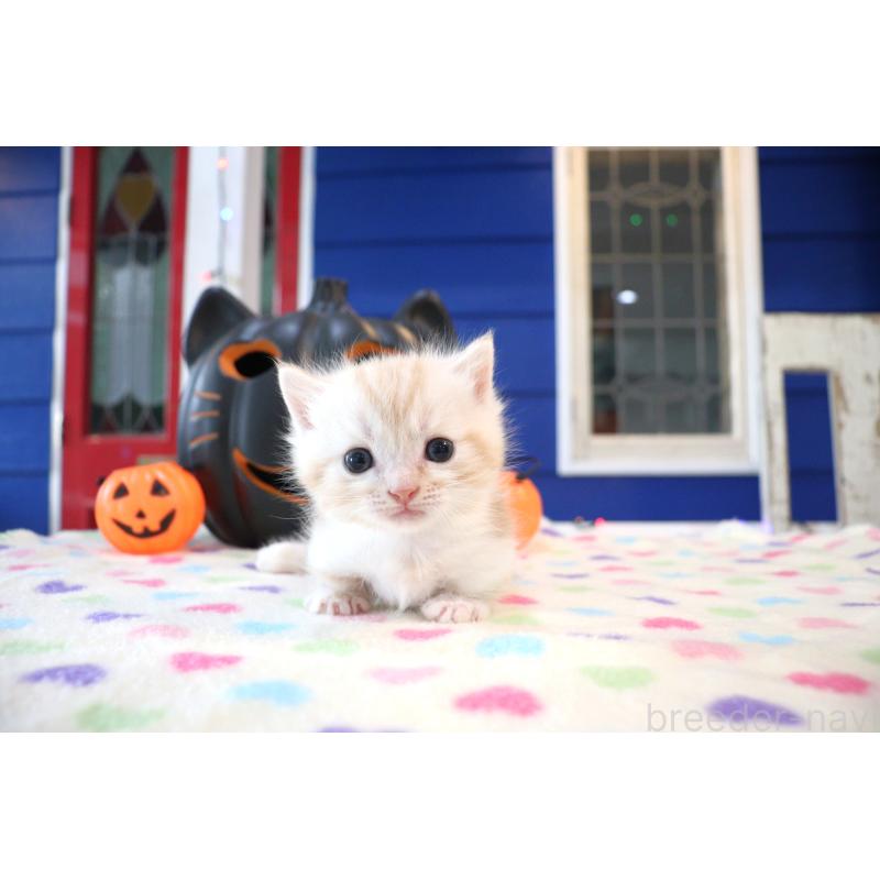 販売中の大阪府のマンチカン(短足)-130838の4枚目