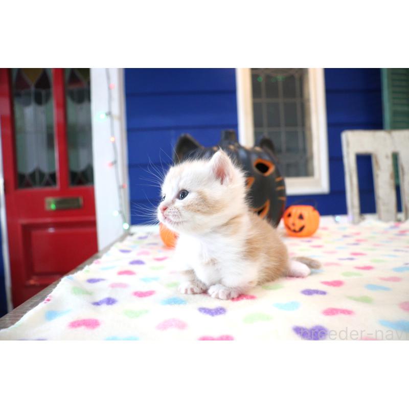 販売中の大阪府のマンチカン(短足)-130838の3枚目