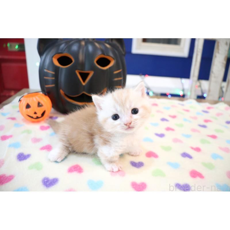 販売中の大阪府のマンチカン(短足)-130838