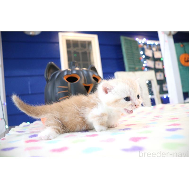 販売中の大阪府のマンチカン(短足)-130838の2枚目