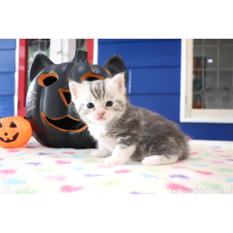 販売中の大阪府のマンチカン-130839の4枚目