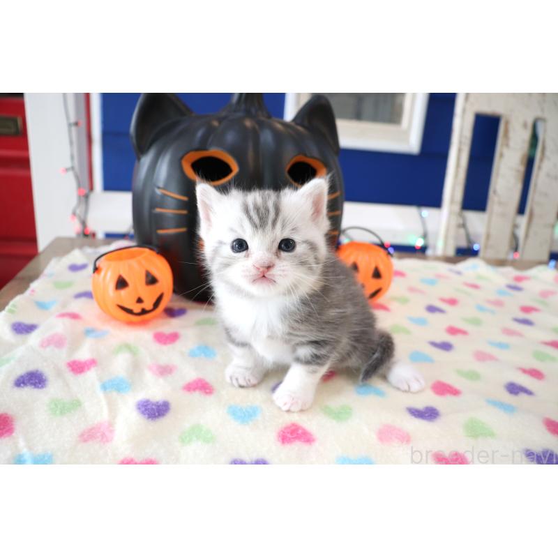 販売中の大阪府のマンチカン-130839の1枚目