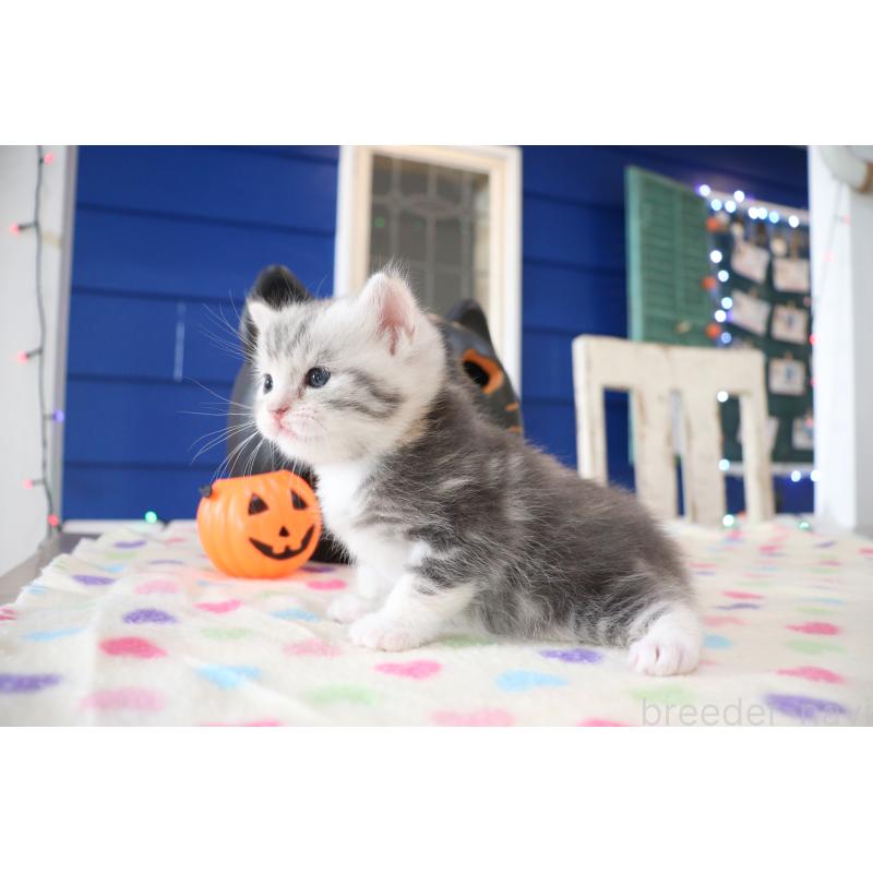 販売中の大阪府のマンチカン-130839の3枚目