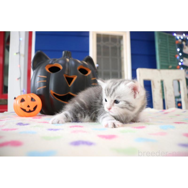 販売中の大阪府のマンチカン-130839の2枚目