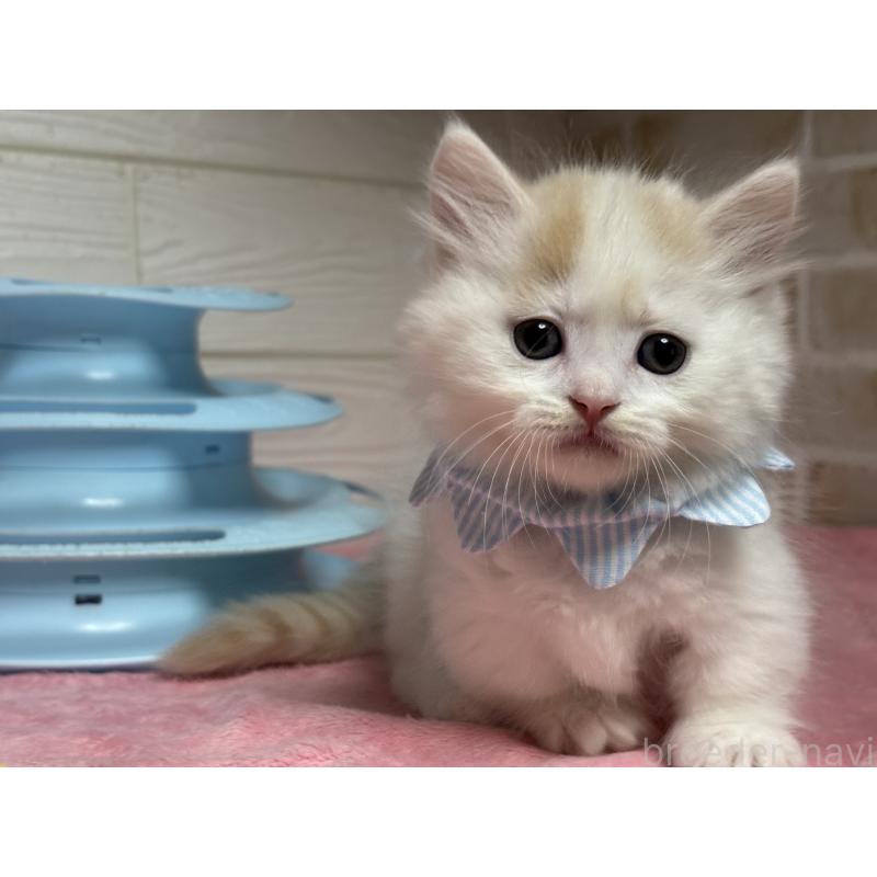 販売中の愛知県のミヌエット(短足)-129401の5枚目