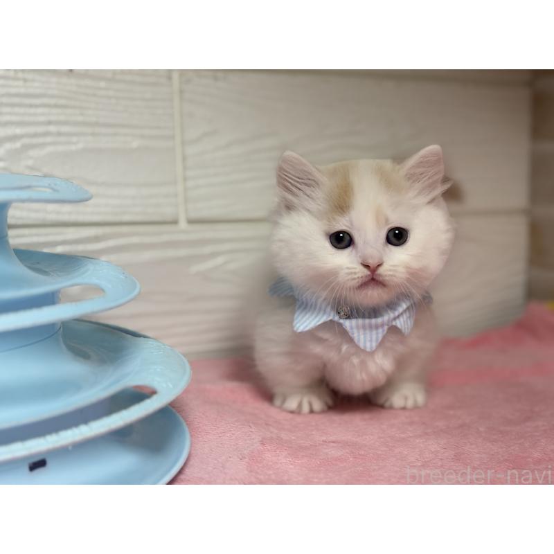 販売中の愛知県のミヌエット(短足)-129401の4枚目