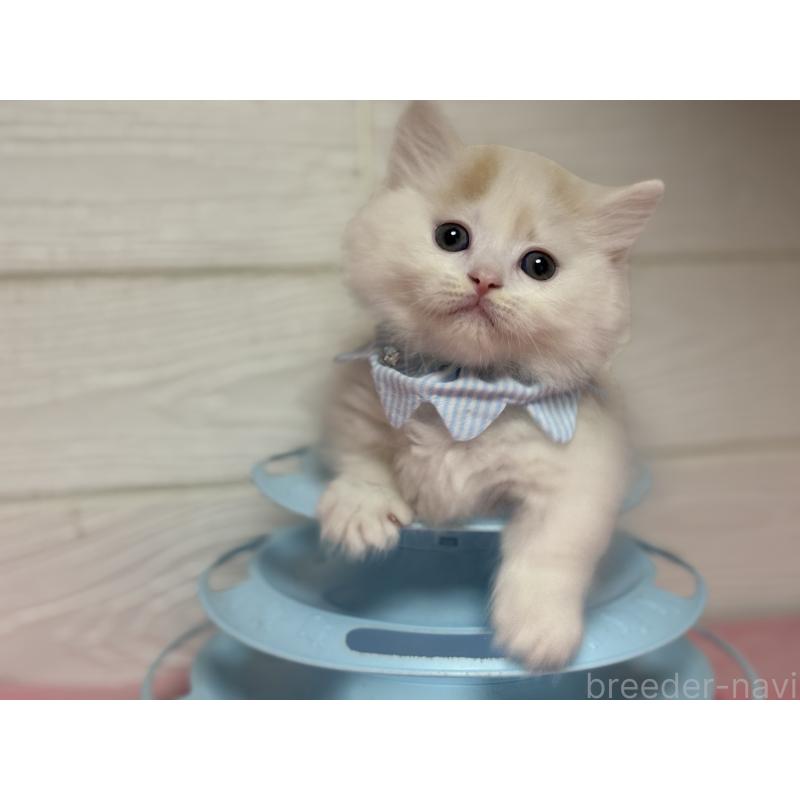 販売中の愛知県のミヌエット(短足)-129401の3枚目