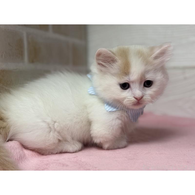 販売中の愛知県のミヌエット(短足)-129401の2枚目