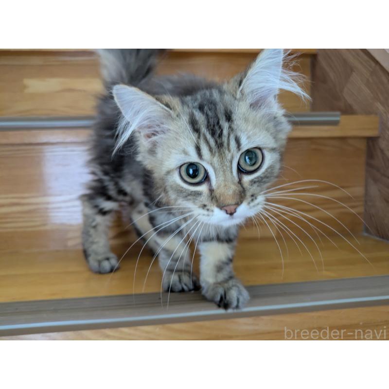 販売中の三重県のサイベリアン-130840の1枚目