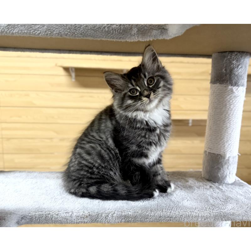 販売中の千葉県のサイベリアン-130061の9枚目