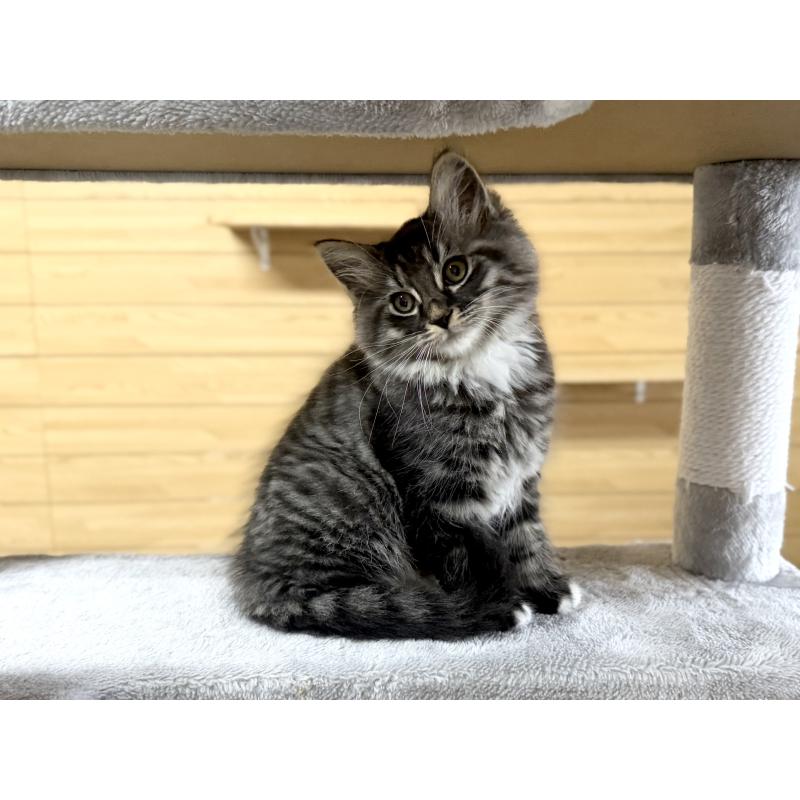 販売中の千葉県のサイベリアン-130061の8枚目