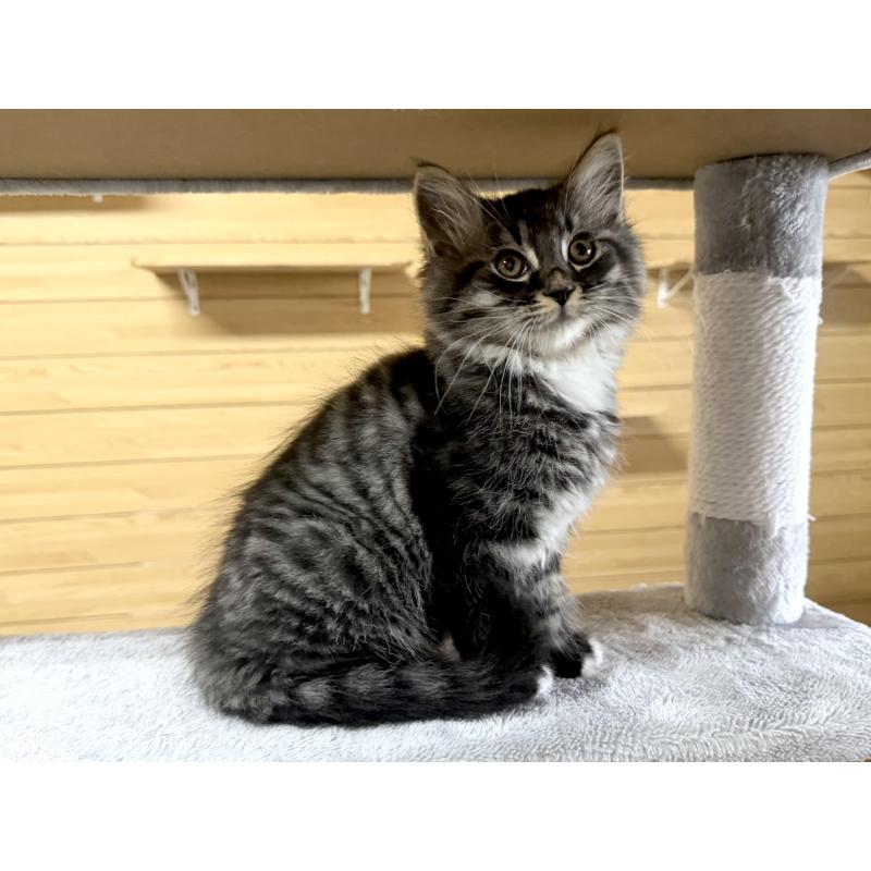 販売中の千葉県のサイベリアン-130061の7枚目