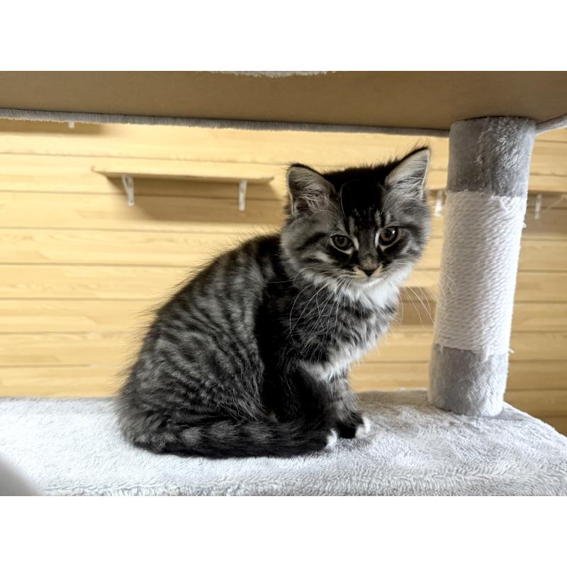 販売中の千葉県のサイベリアン-130061の6枚目