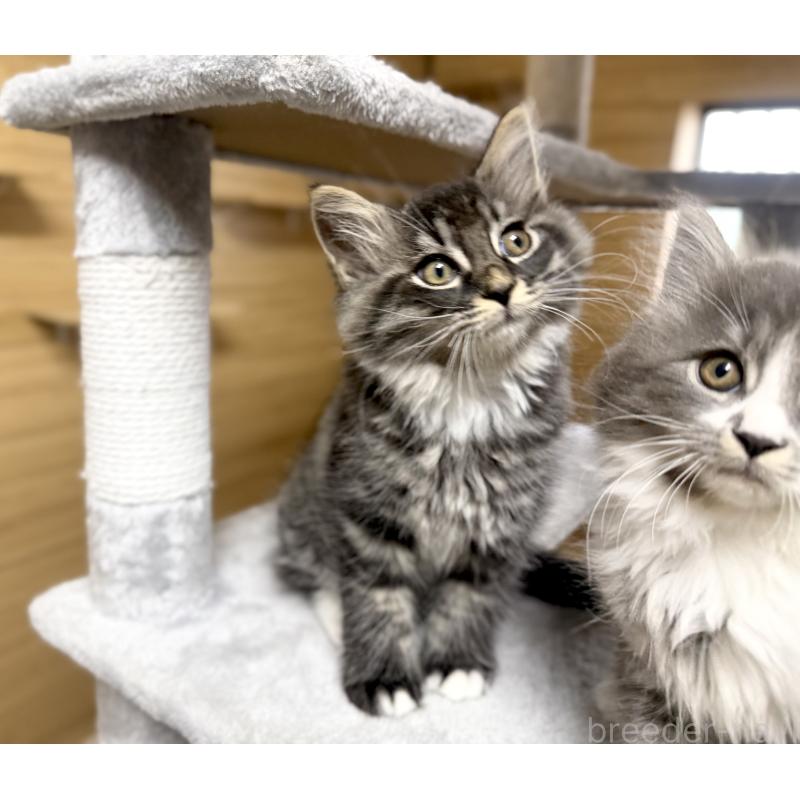 販売中の千葉県のサイベリアン-130061の3枚目