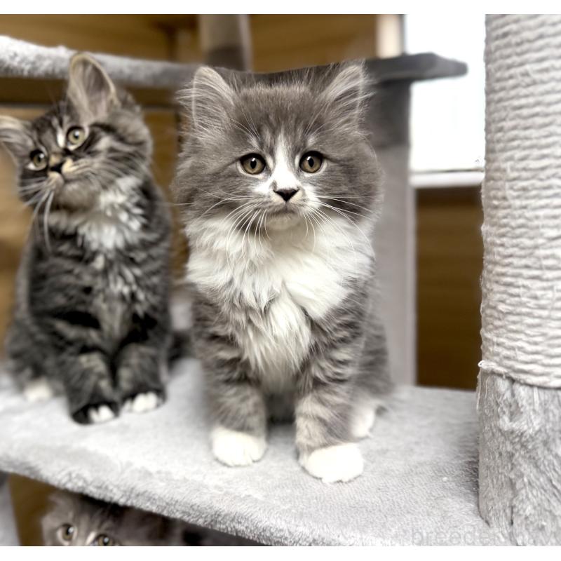 販売中の千葉県のサイベリアン-130061の2枚目