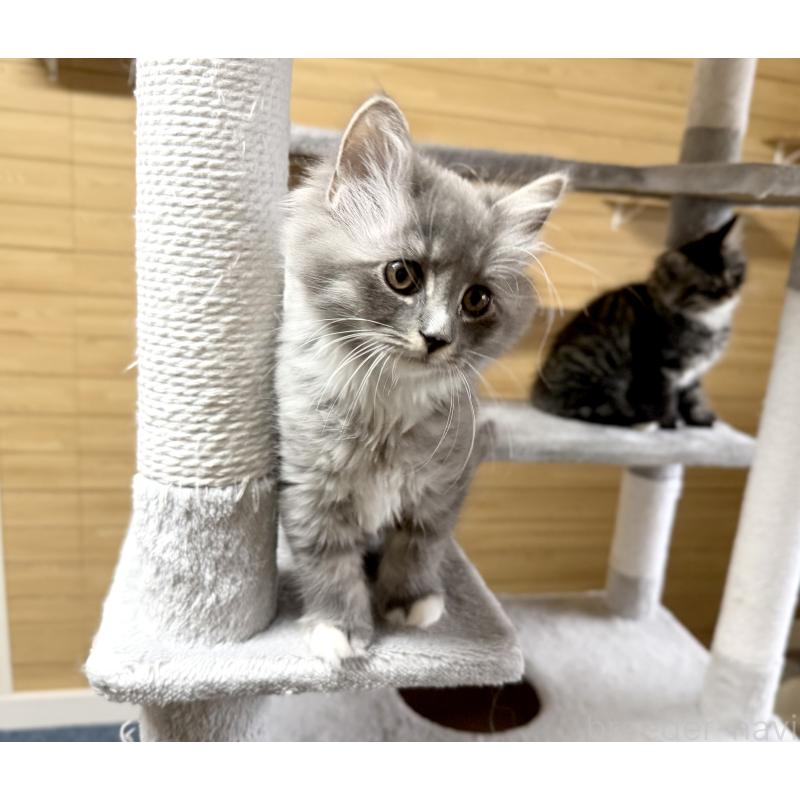 販売中の千葉県のサイベリアン-130060の20枚目