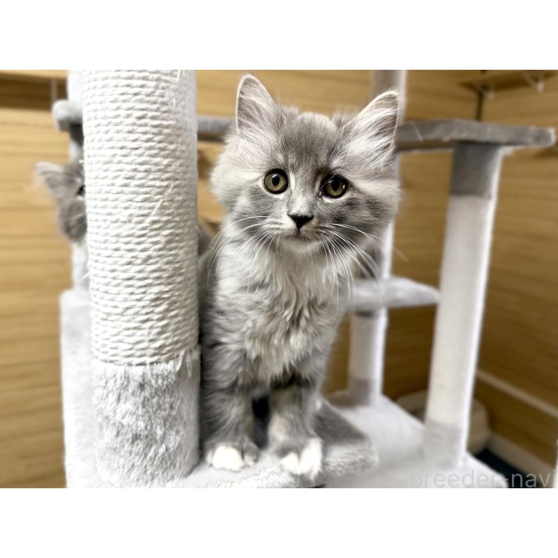 販売中の千葉県のサイベリアン-130060の19枚目