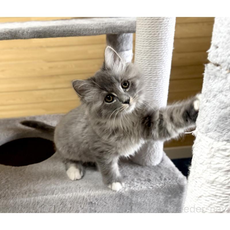 販売中の千葉県のサイベリアン-130060の18枚目