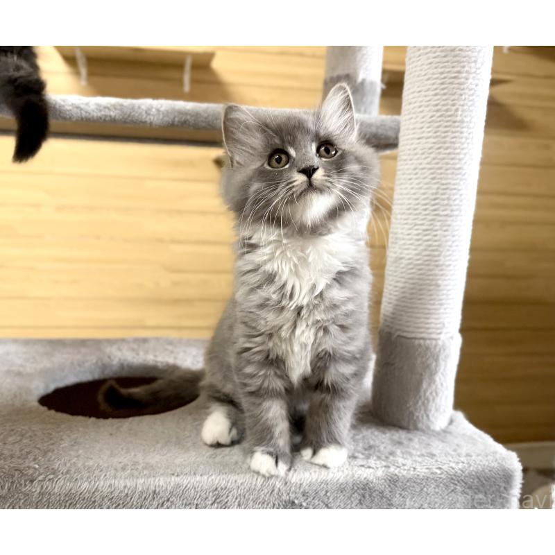 販売中の千葉県のサイベリアン-130060の17枚目