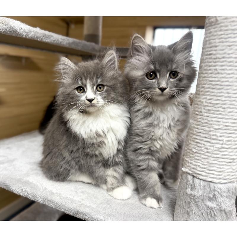 販売中の千葉県のサイベリアン-130060の16枚目