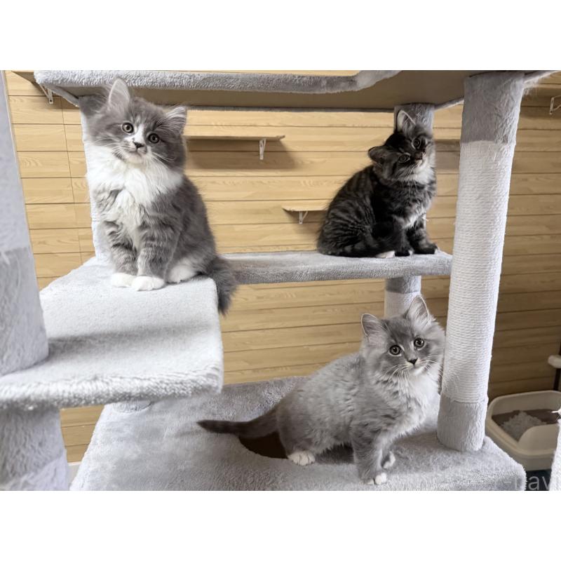 販売中の千葉県のサイベリアン-130060の15枚目