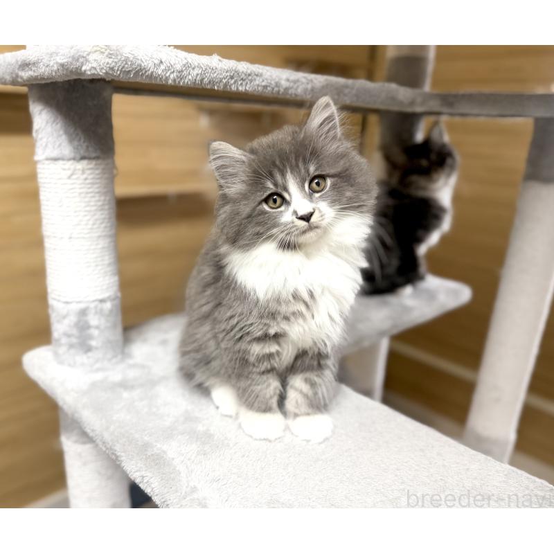 販売中の千葉県のサイベリアン-128792の12枚目