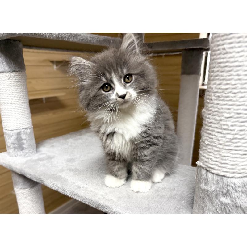 販売中の千葉県のサイベリアン-128792の10枚目